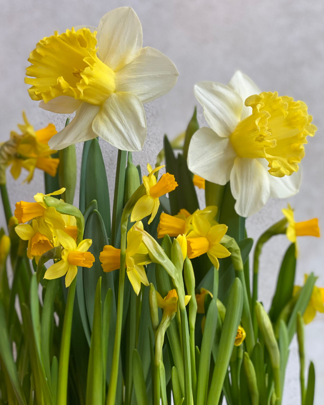 How to Care for Spring Bulbs Indoors