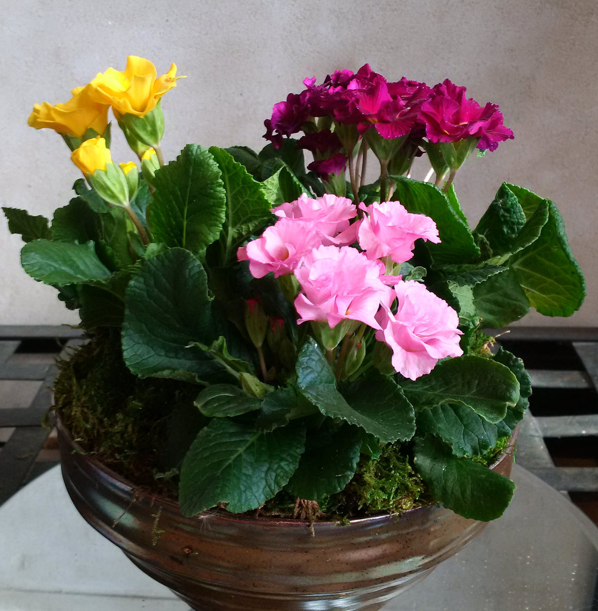Primula Care