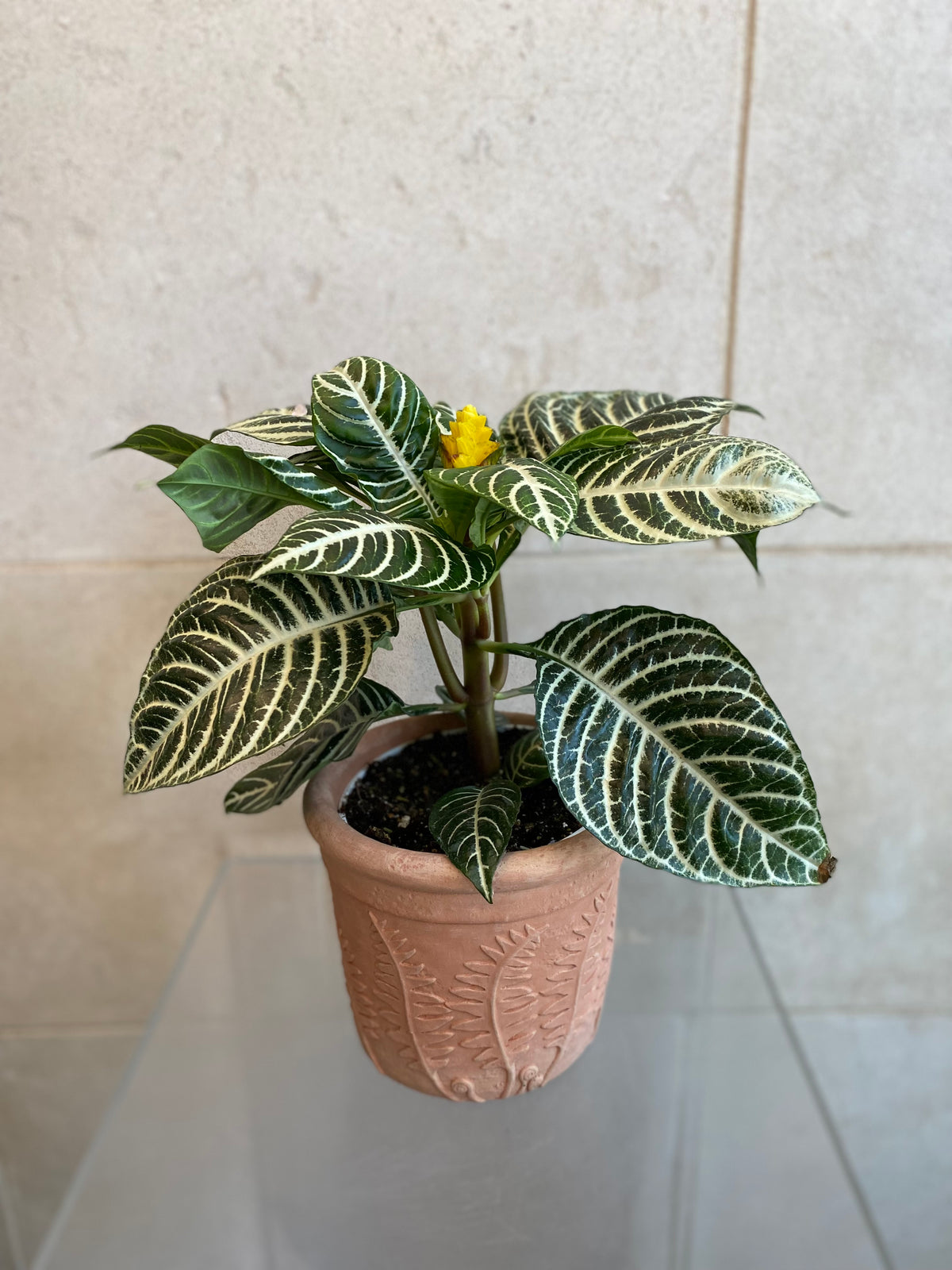 Zebra Plant