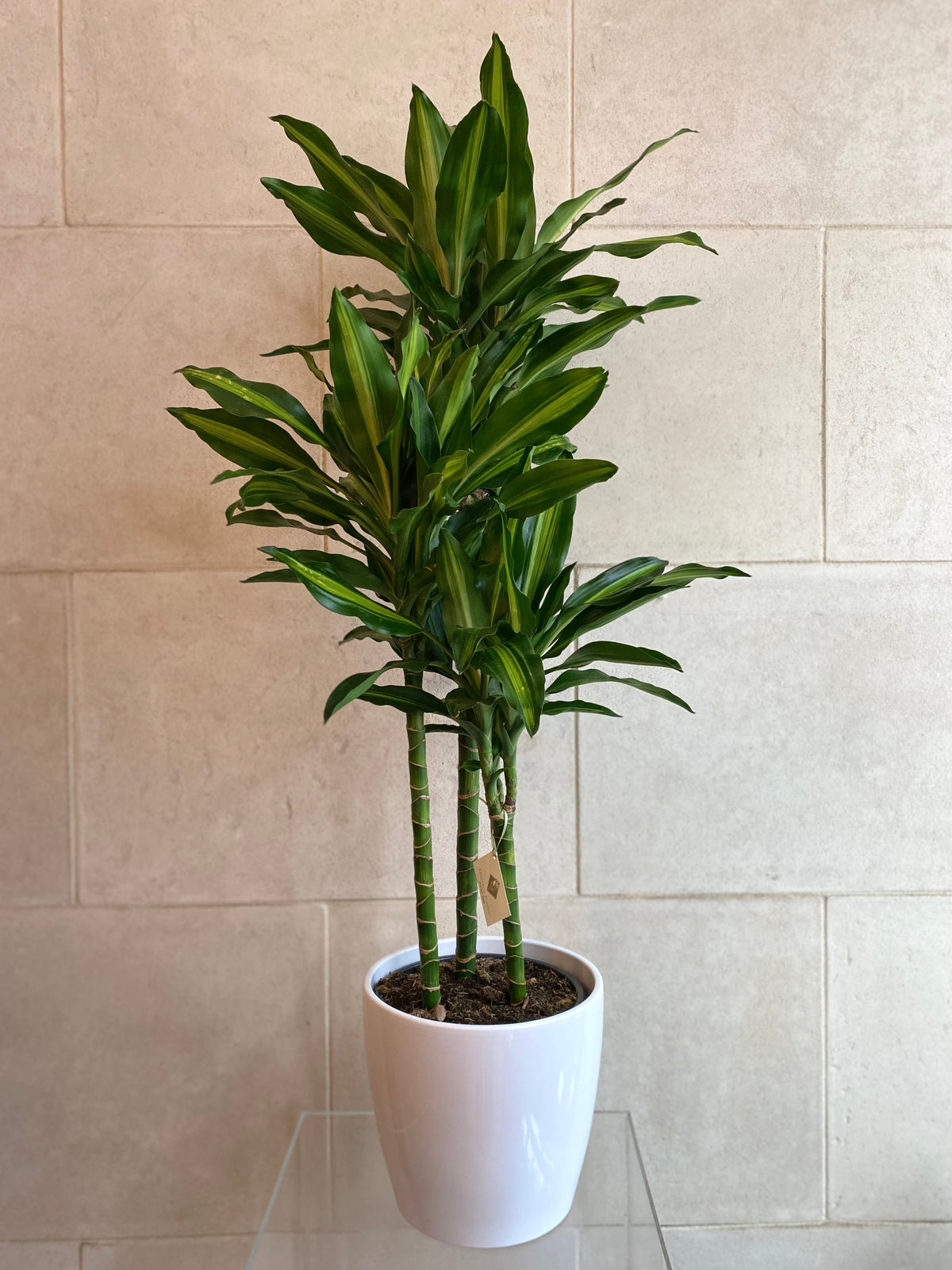 Dracaena Elegance
