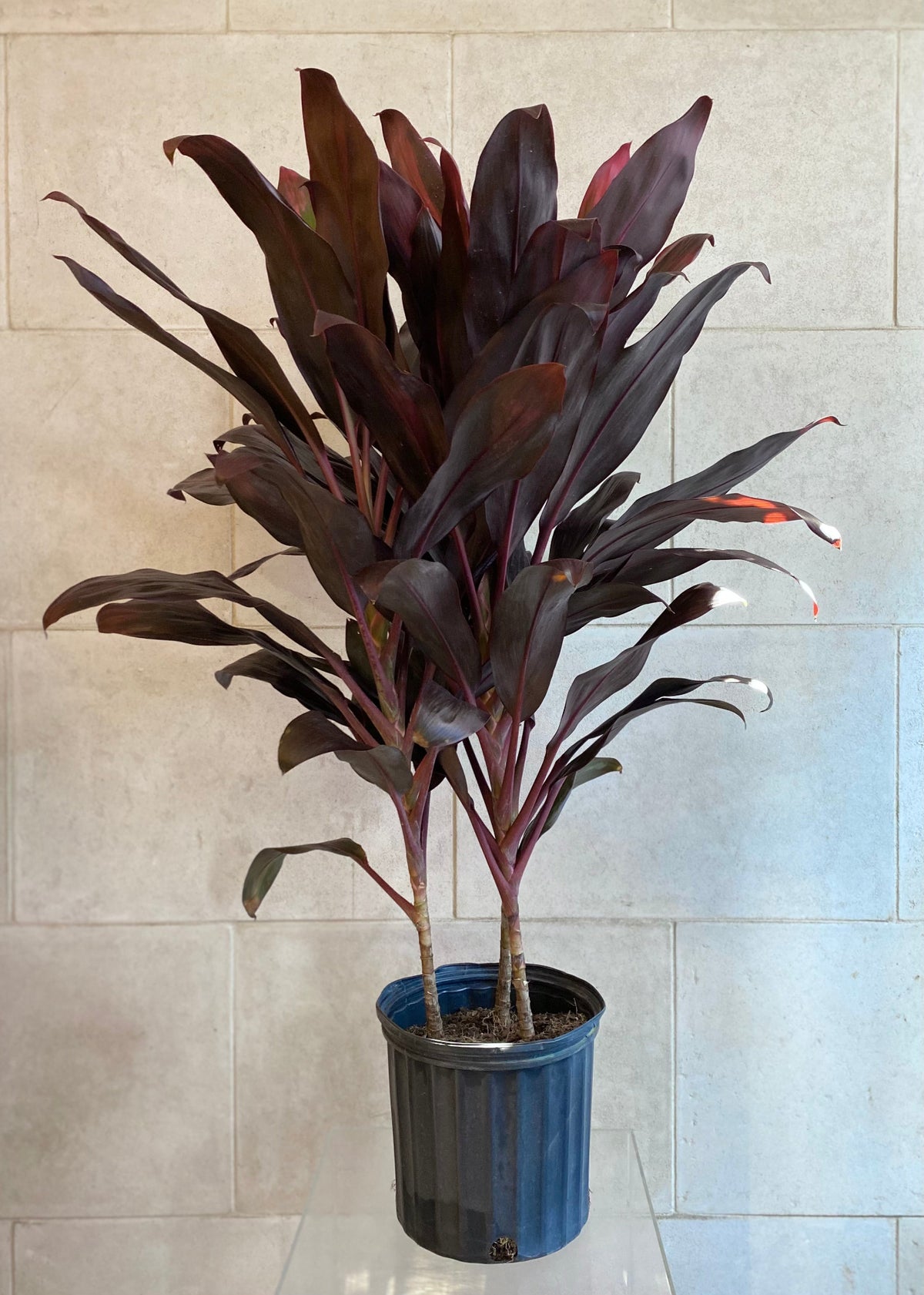 Tall Cordyline plant with deep burgundy foliage in a plastic nursery pot, approximately 48 inches high.