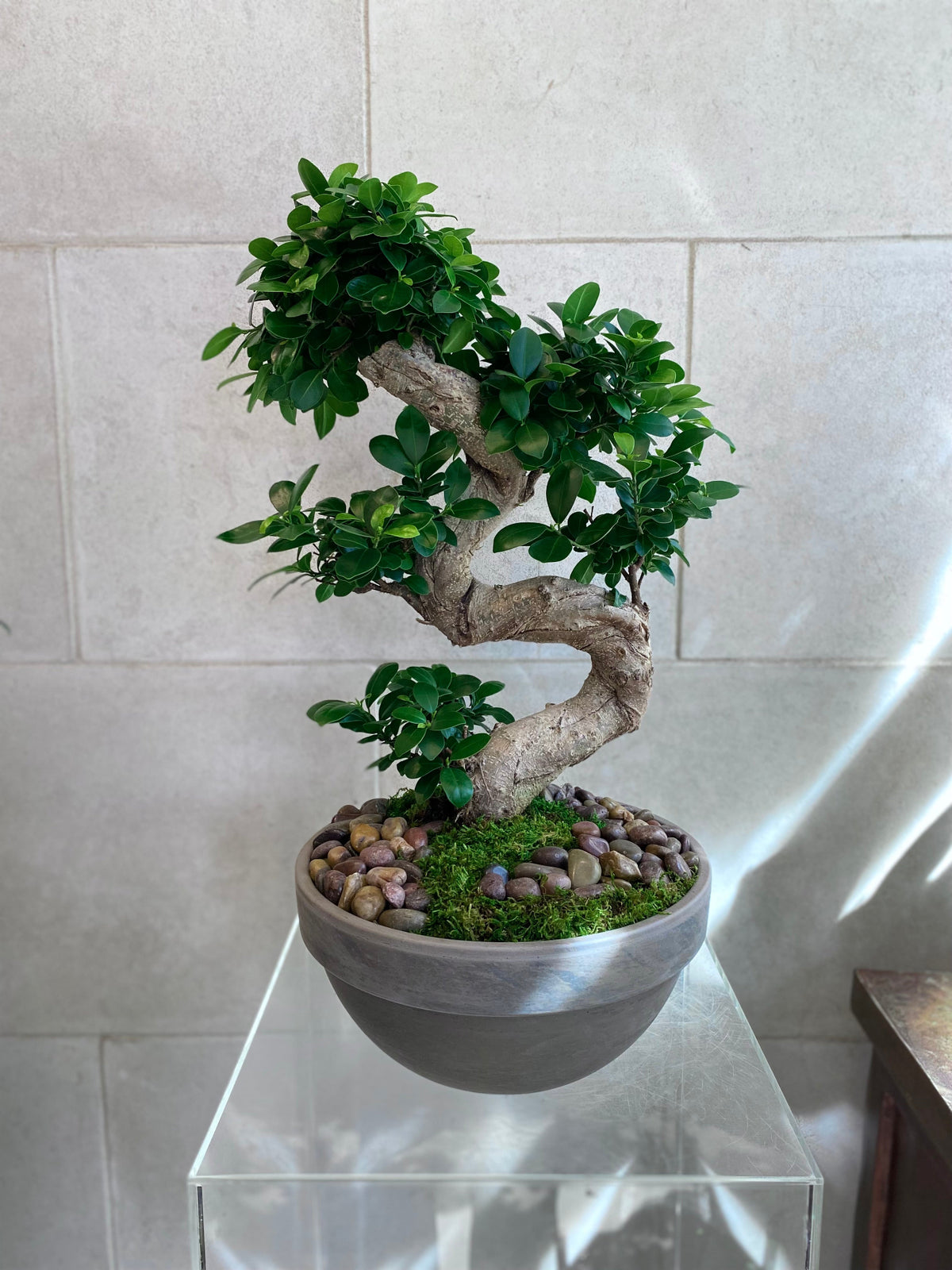 large-ficus-bonsai-decorative-planter-toronto