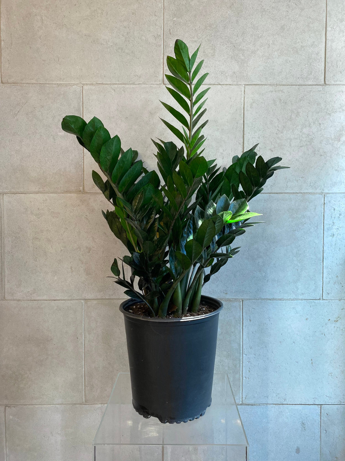 Large ZZ Plant with glossy green foliage in a black nursery pot, approximately 40 inches tall.