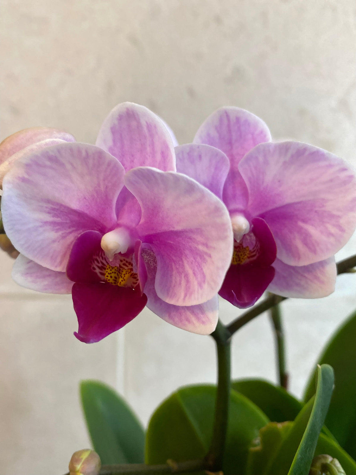 Close-up of a pink and purple orchid flower with green leaves on a light background