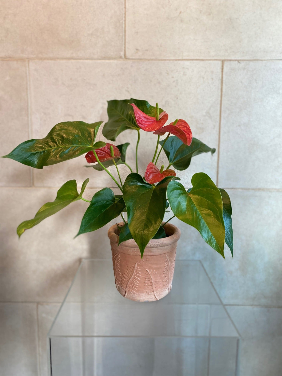 Red Anthurium plant with glossy green leaves in an embossed terracotta-look cement planter, approximately 20 inches tall.