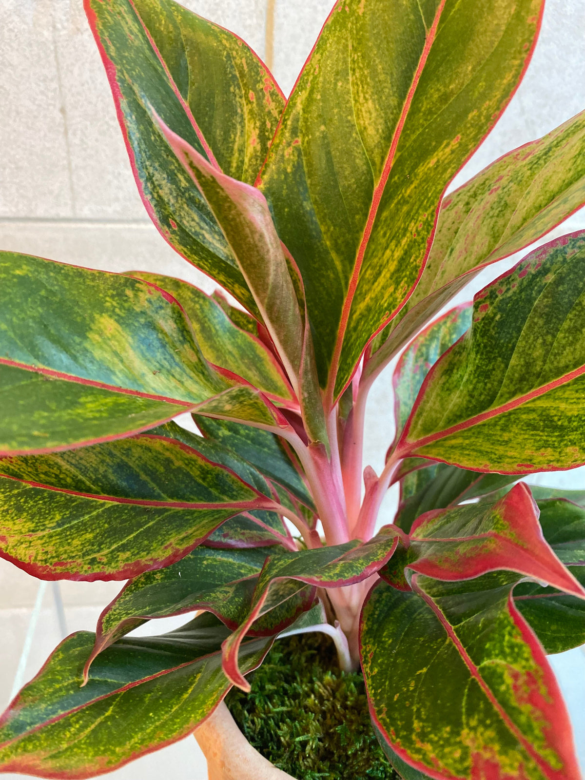 Red and green Aglaonema plant in an embossed terracotta-look cement planter.