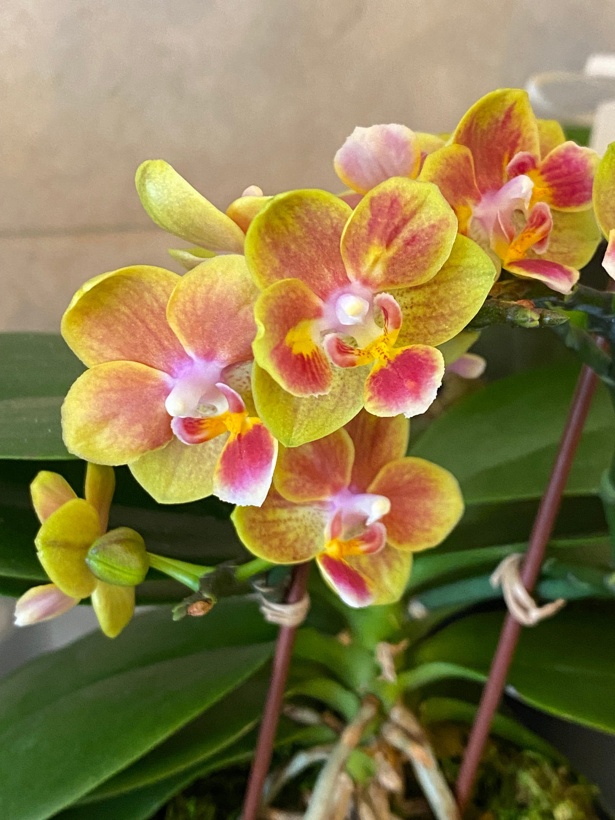 Single Mini Phalaenopsis Orchid
