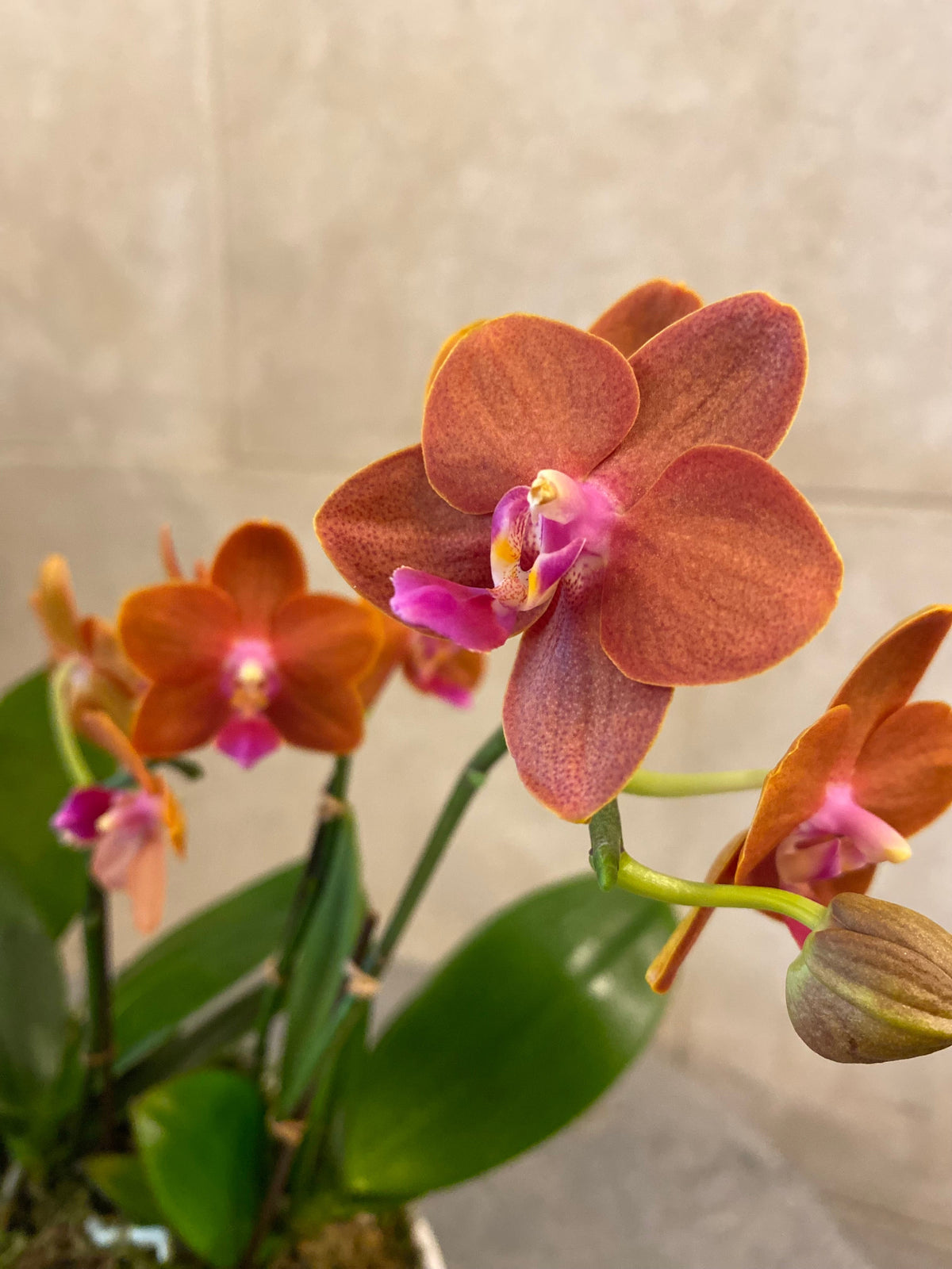 Trio of mini Phalaenopsis orchids in assorted colors arranged with moss in a low white decorative bowl.