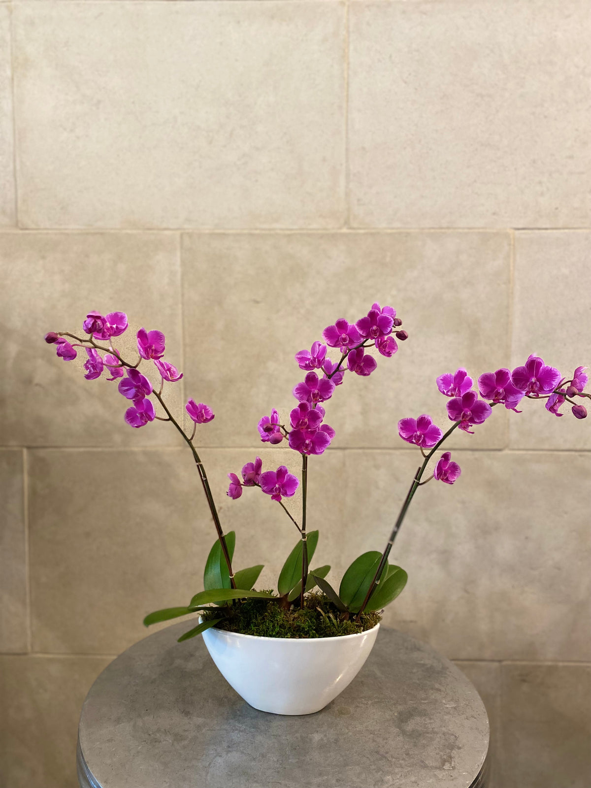 Trio of mini Phalaenopsis orchids in assorted colors arranged with moss in a low white decorative bowl.