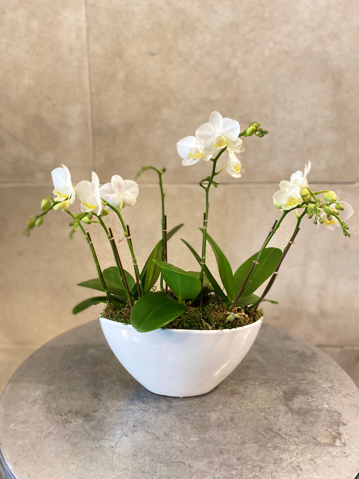 Trio of mini Phalaenopsis orchids in assorted colors arranged with moss in a low white decorative bowl.