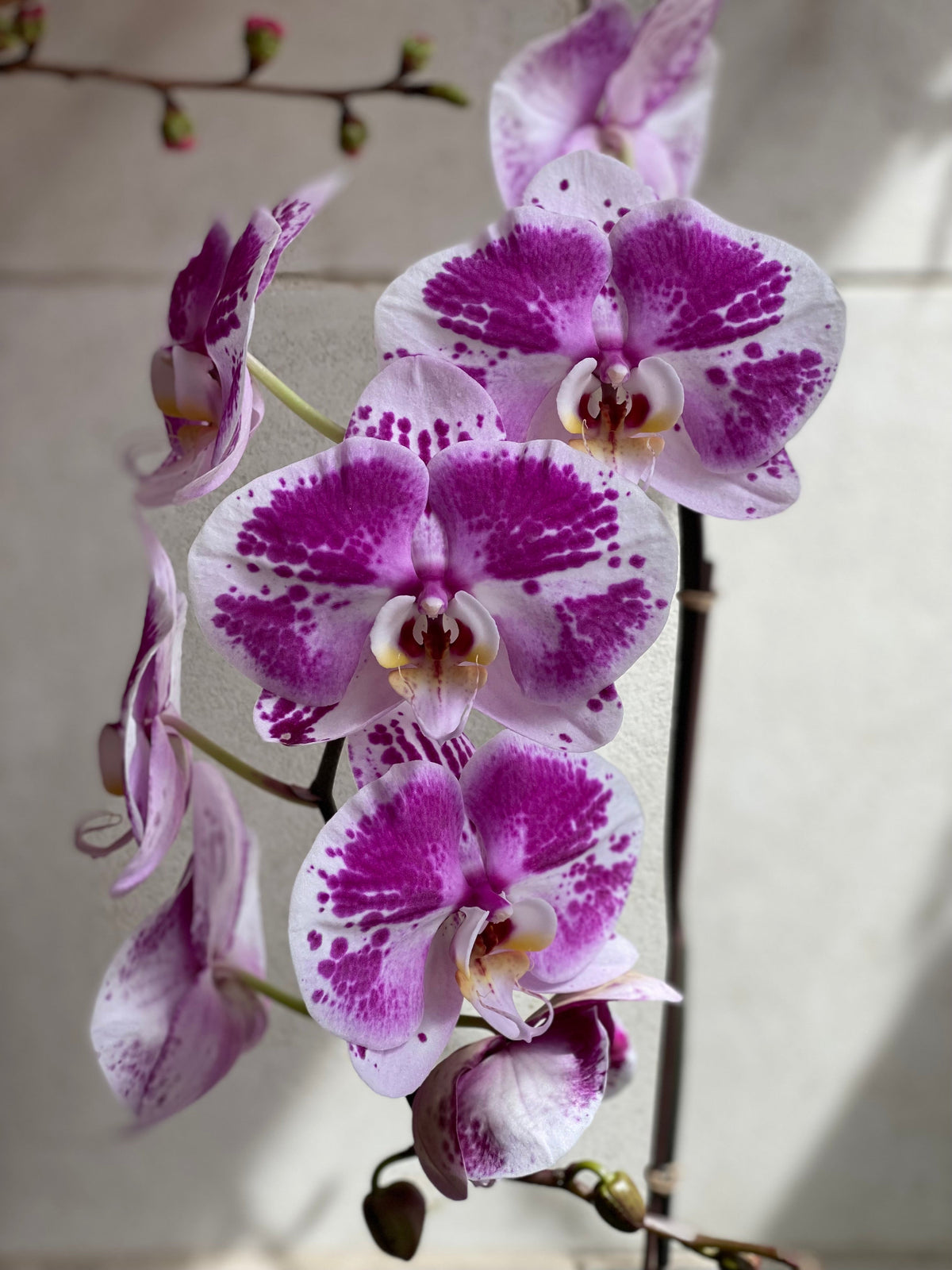 A close-up image of a pink Phalaenopsis Orchid with fully opened flowers, showing the details of the petals and the plant's structure.
