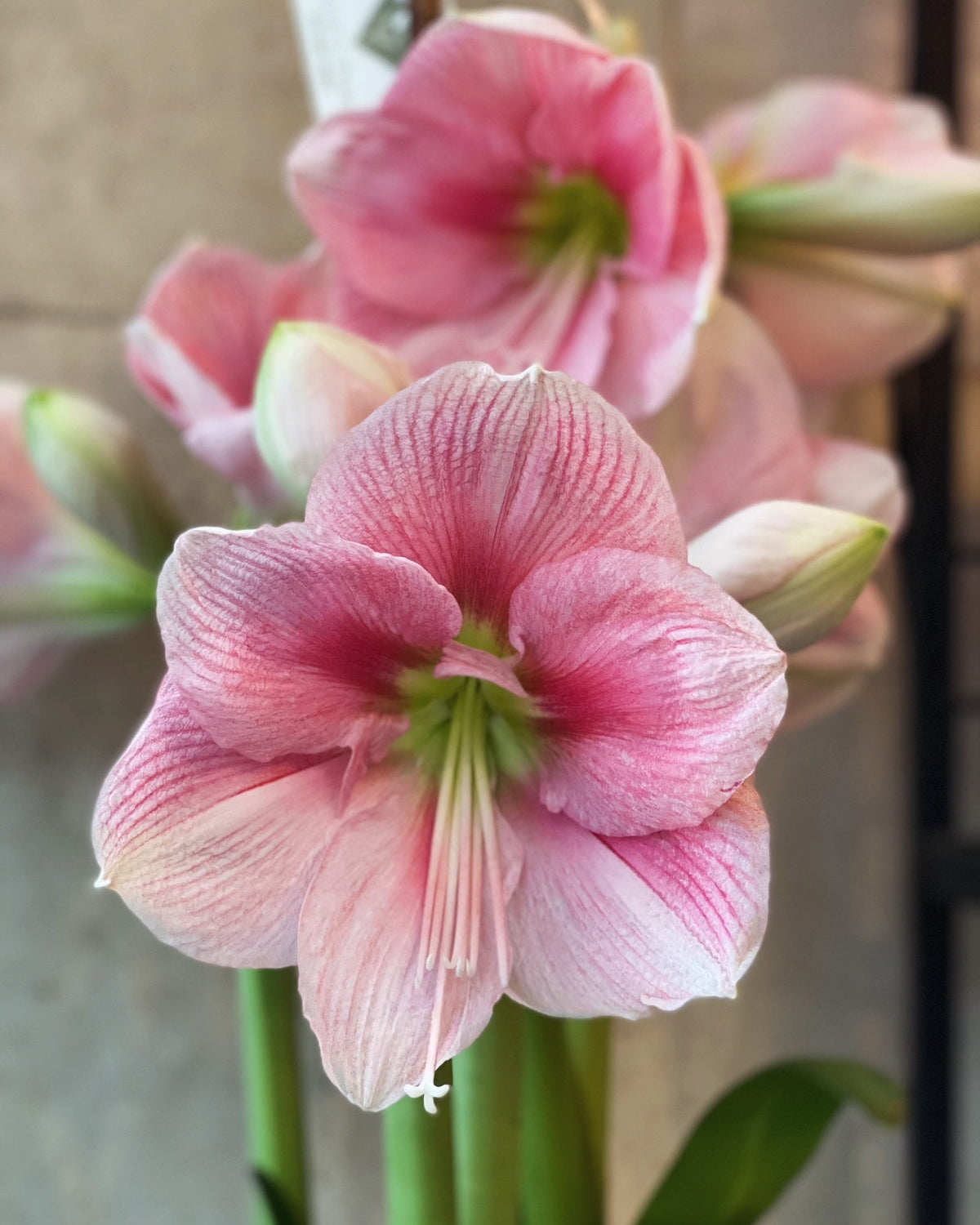 How to Care for Your Potted Amaryllis