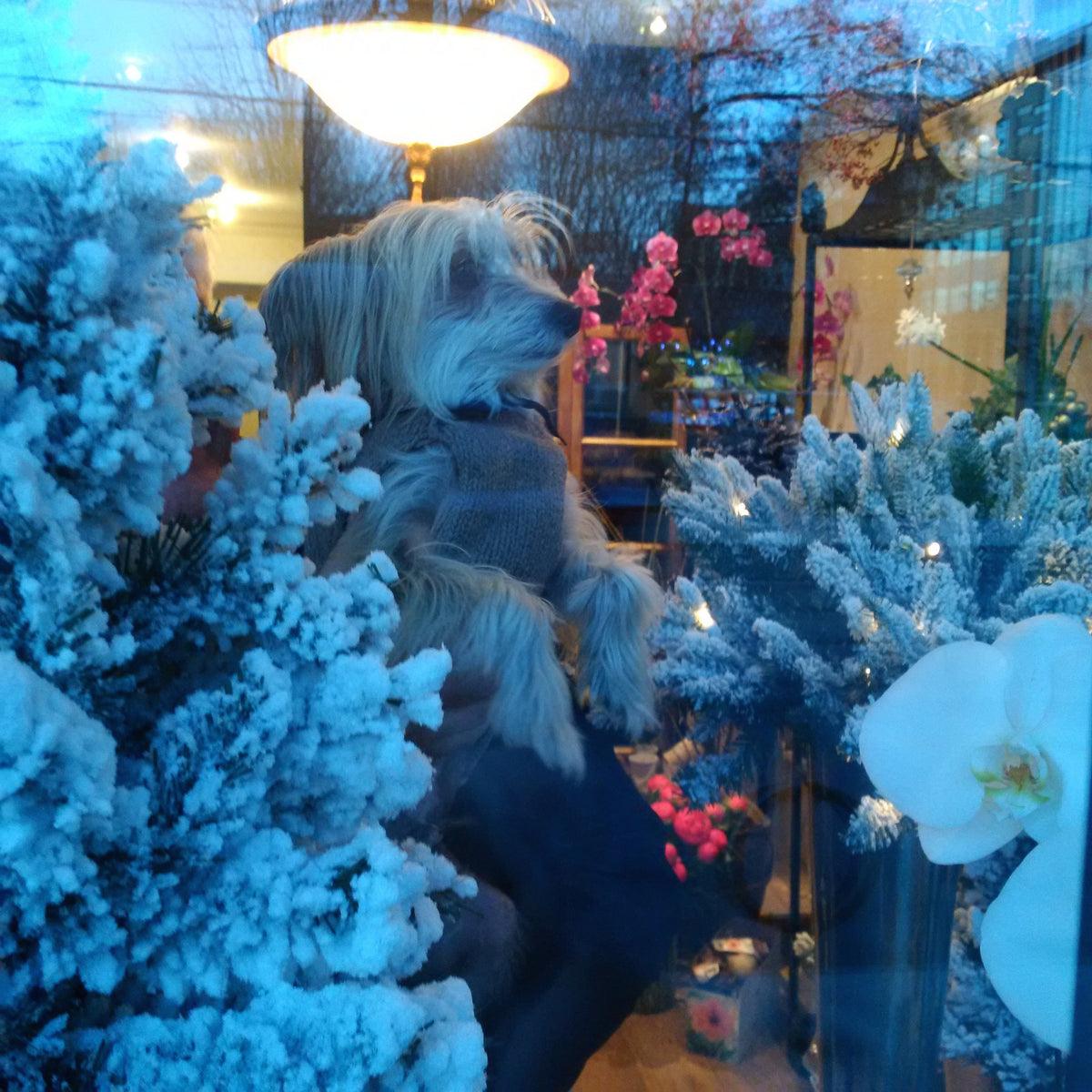 Festive Shop Window