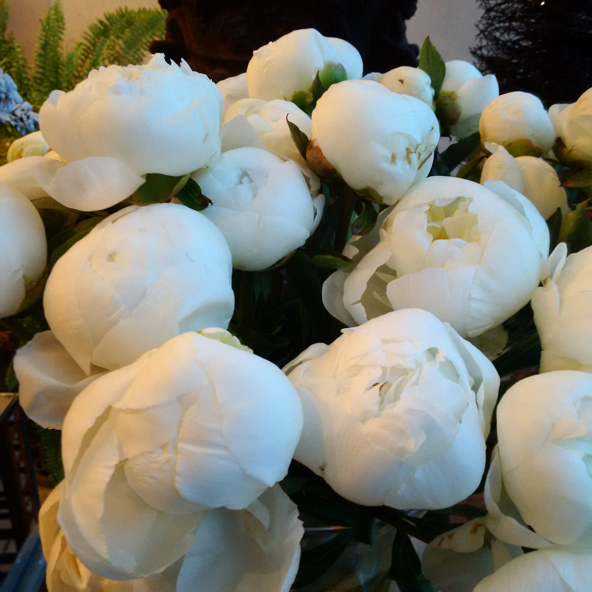 white peonies 