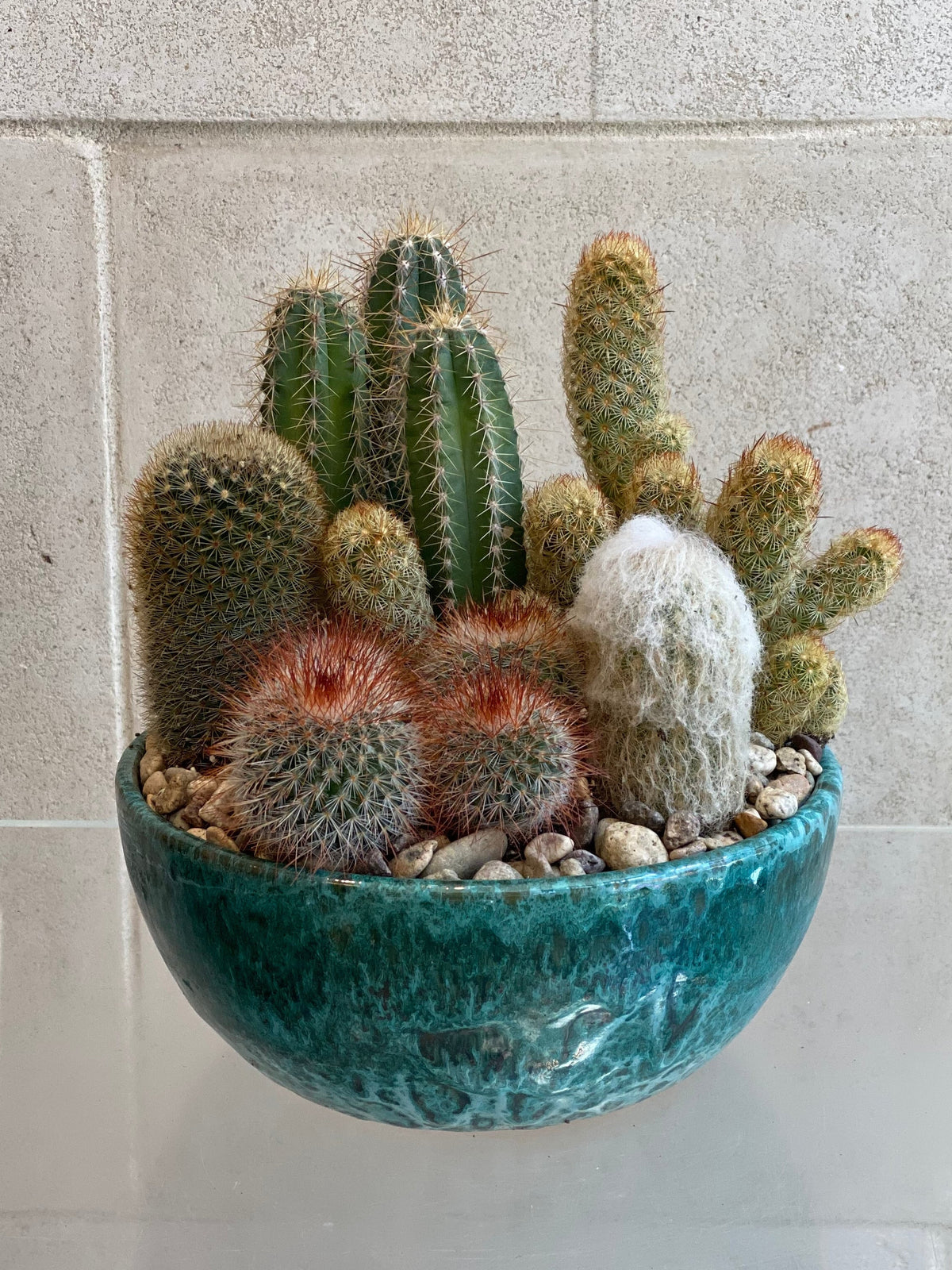 Cactus Garden