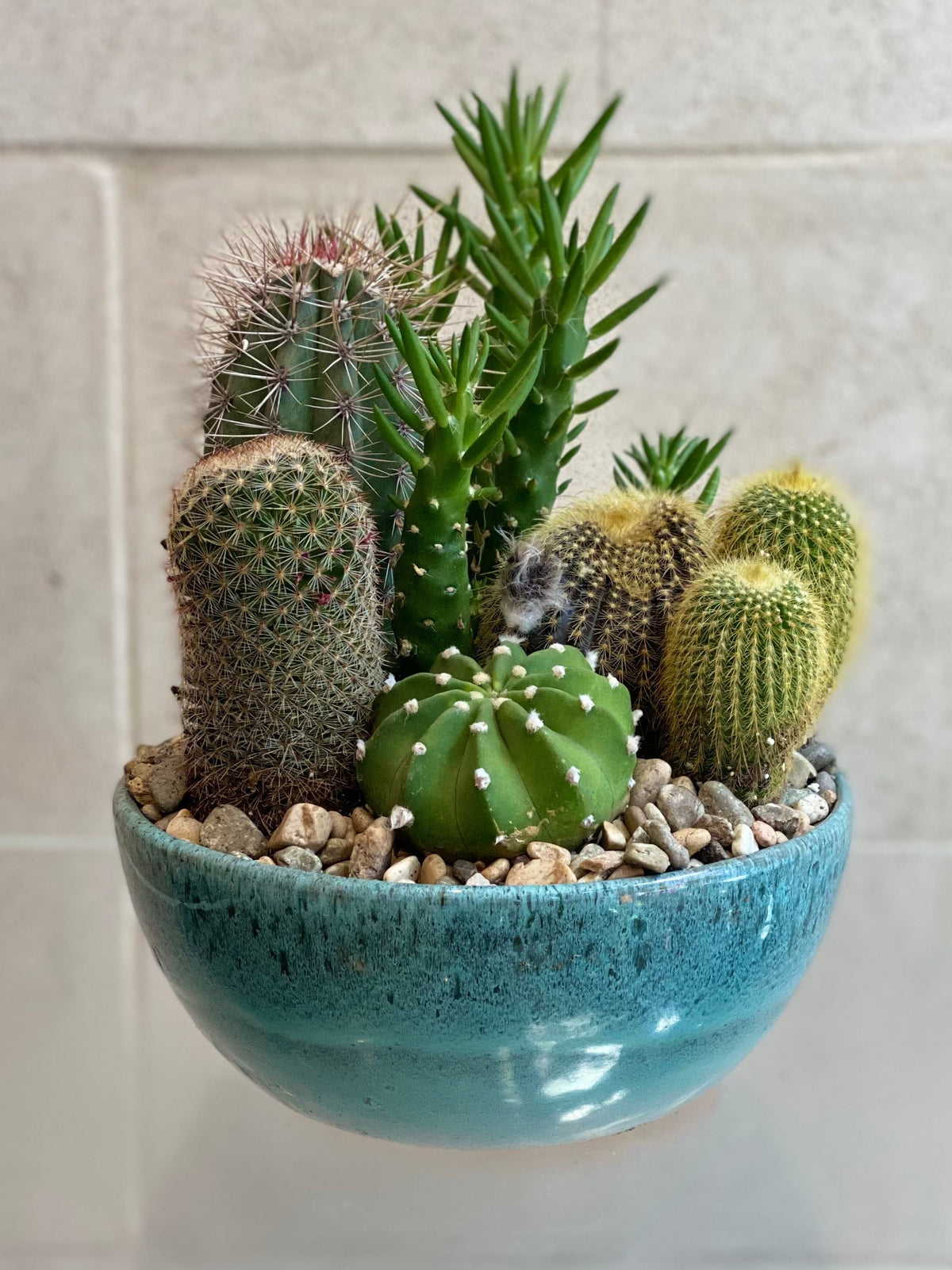 Cactus Garden