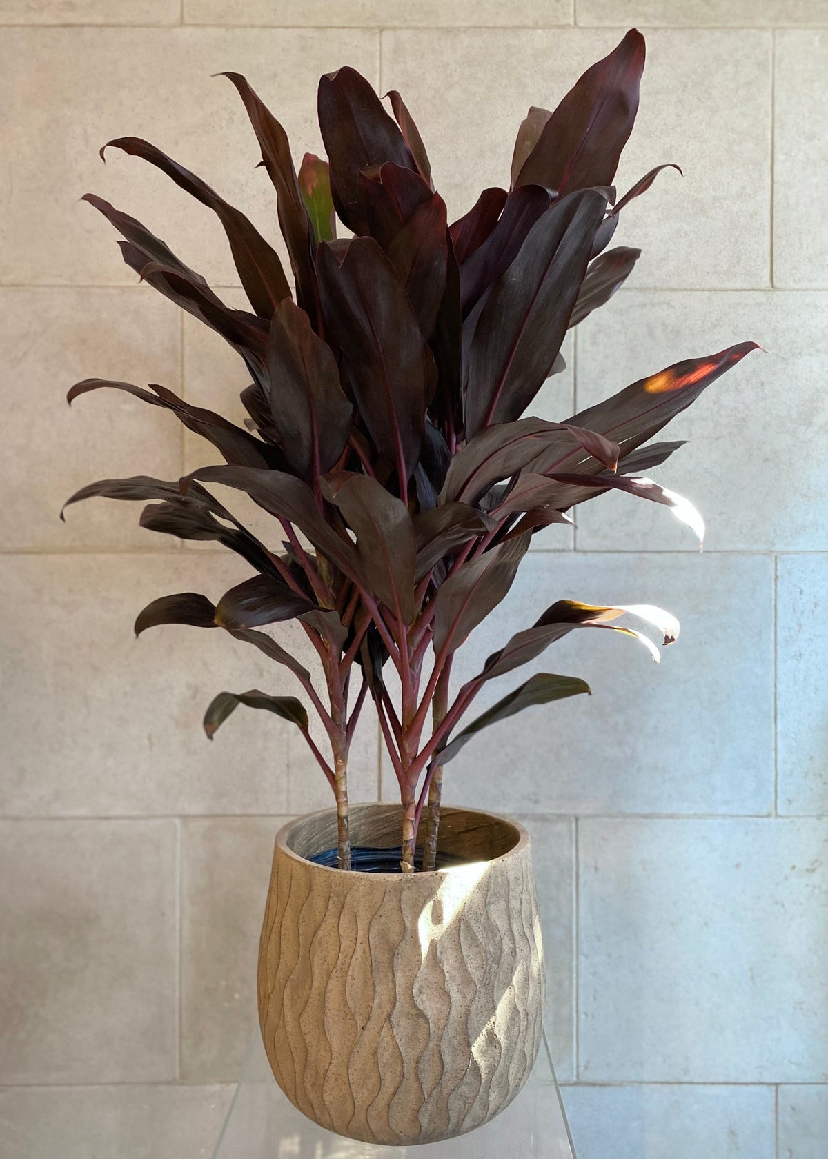 Tall Cordyline plant with deep burgundy foliage in a plastic nursery pot, approximately 48 inches high.