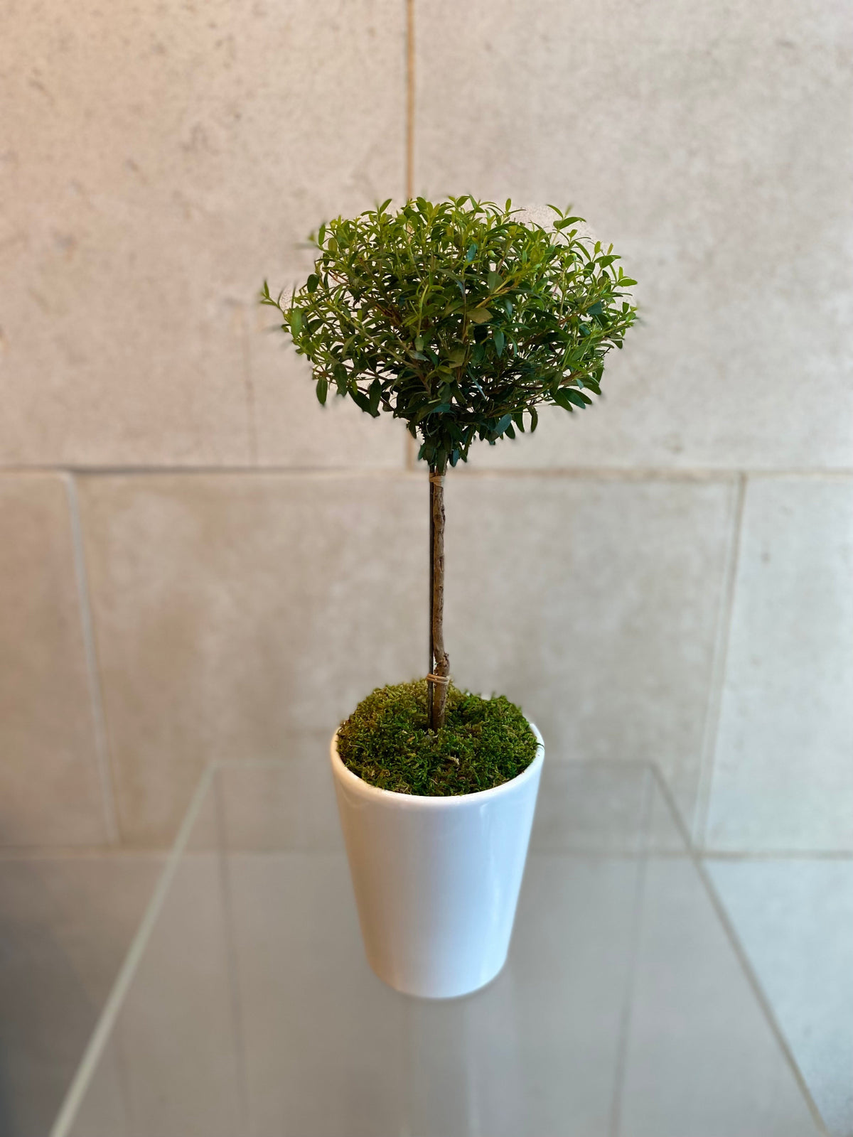 Mini myrtle topiary with rounded green canopy in a white ceramic planter with moss.