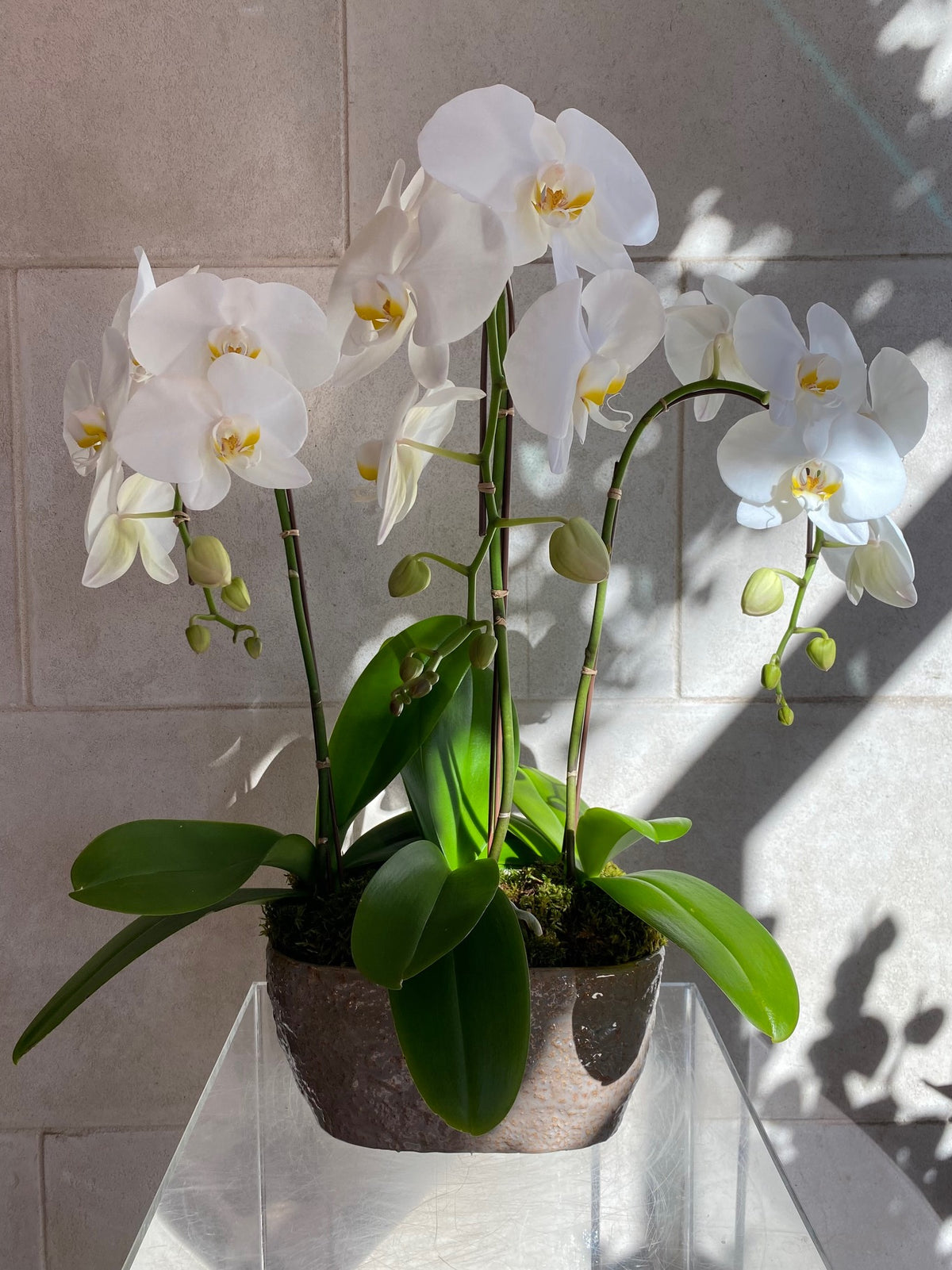 Premium Orchid Trio with three white Phalaenopsis orchids in a textured rectangular planter