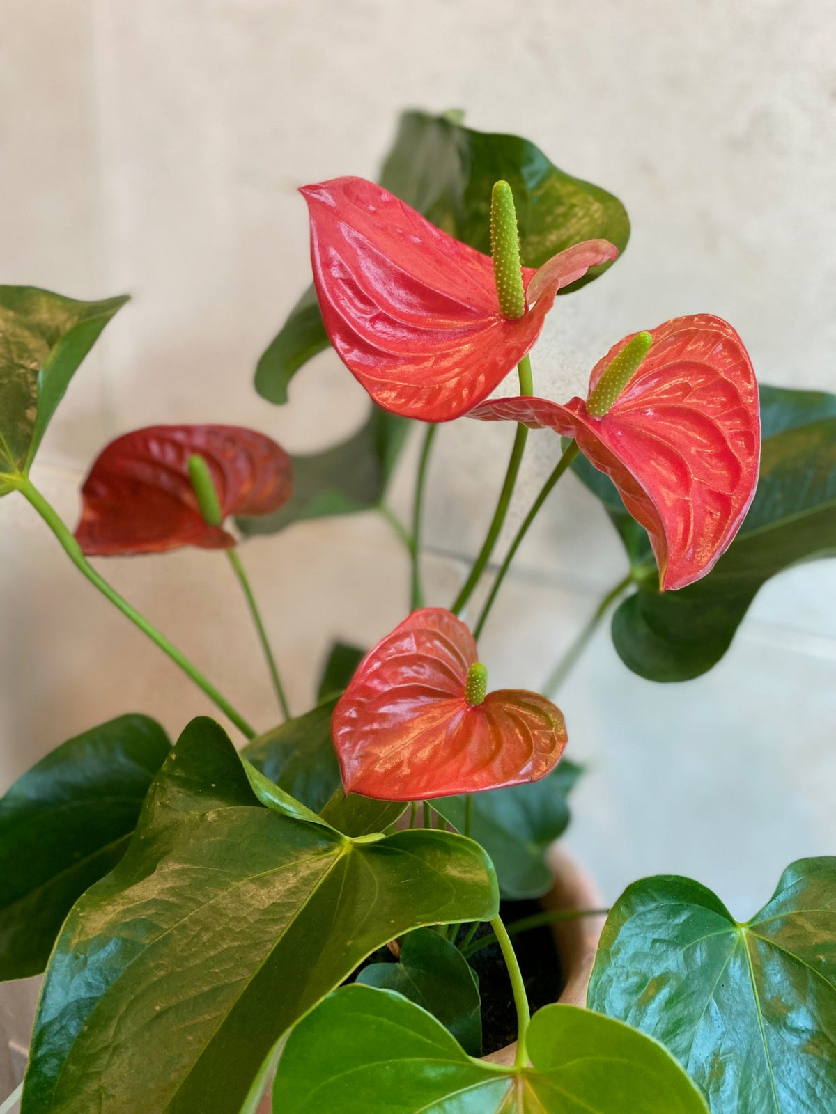 Red Anthurium plant with glossy green leaves in an embossed terracotta-look cement planter, approximately 20 inches tall.