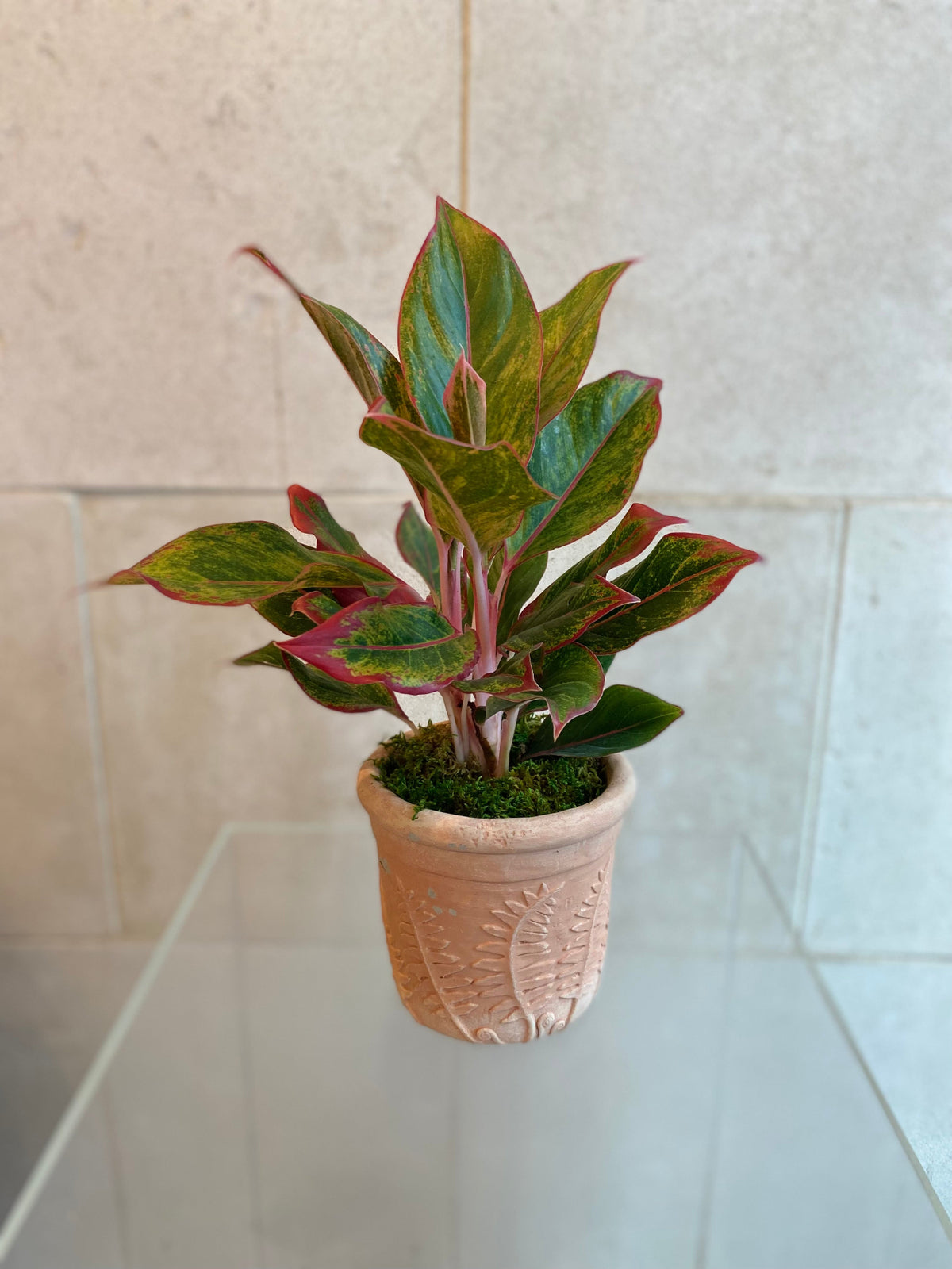 ed and green Aglaonema plant in an embossed terracotta-look cement planter.
