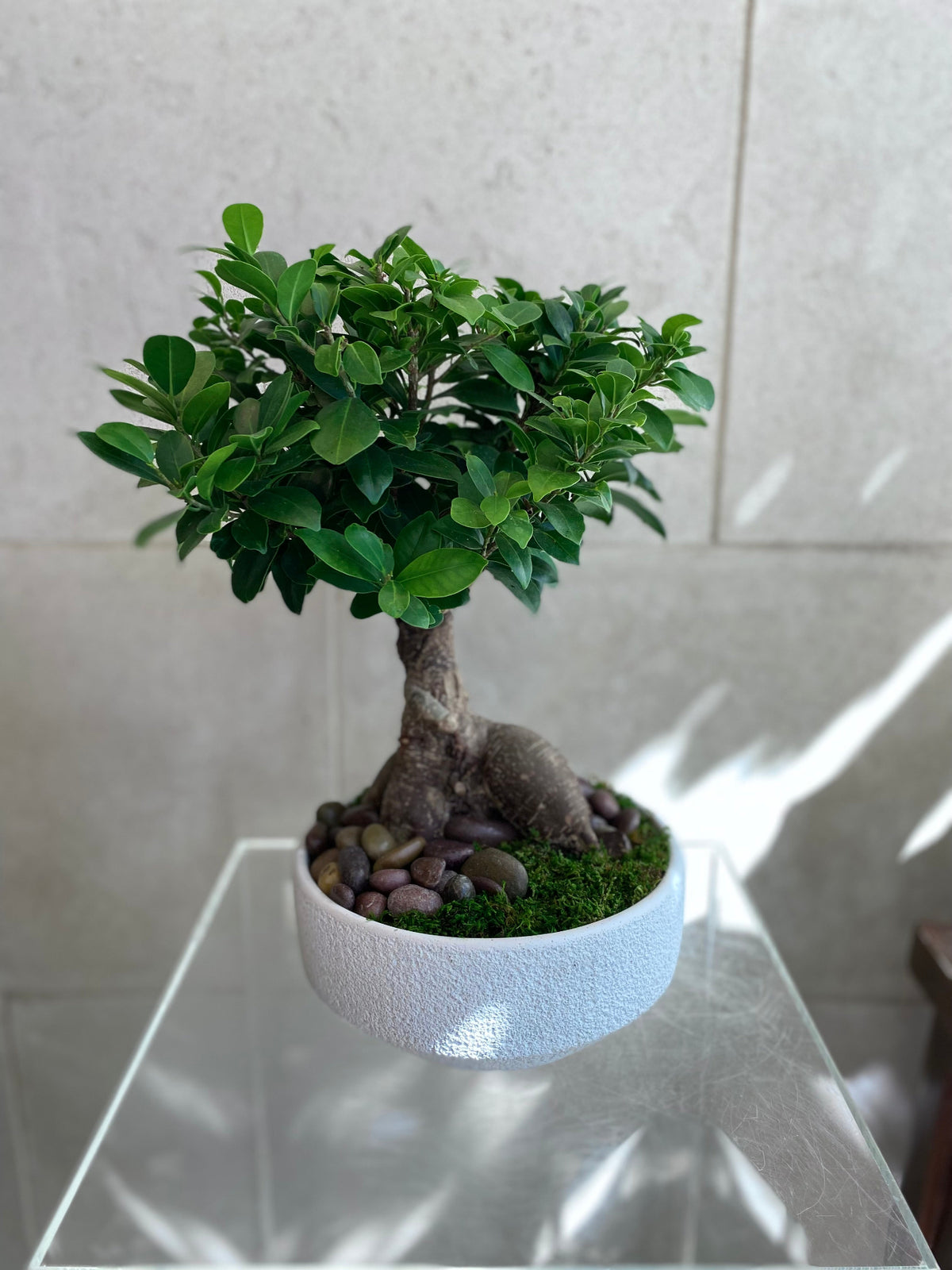 Small Ficus bonsai with rounded green canopy, sculptural trunk, moss, and natural stones in a decorative bowl.