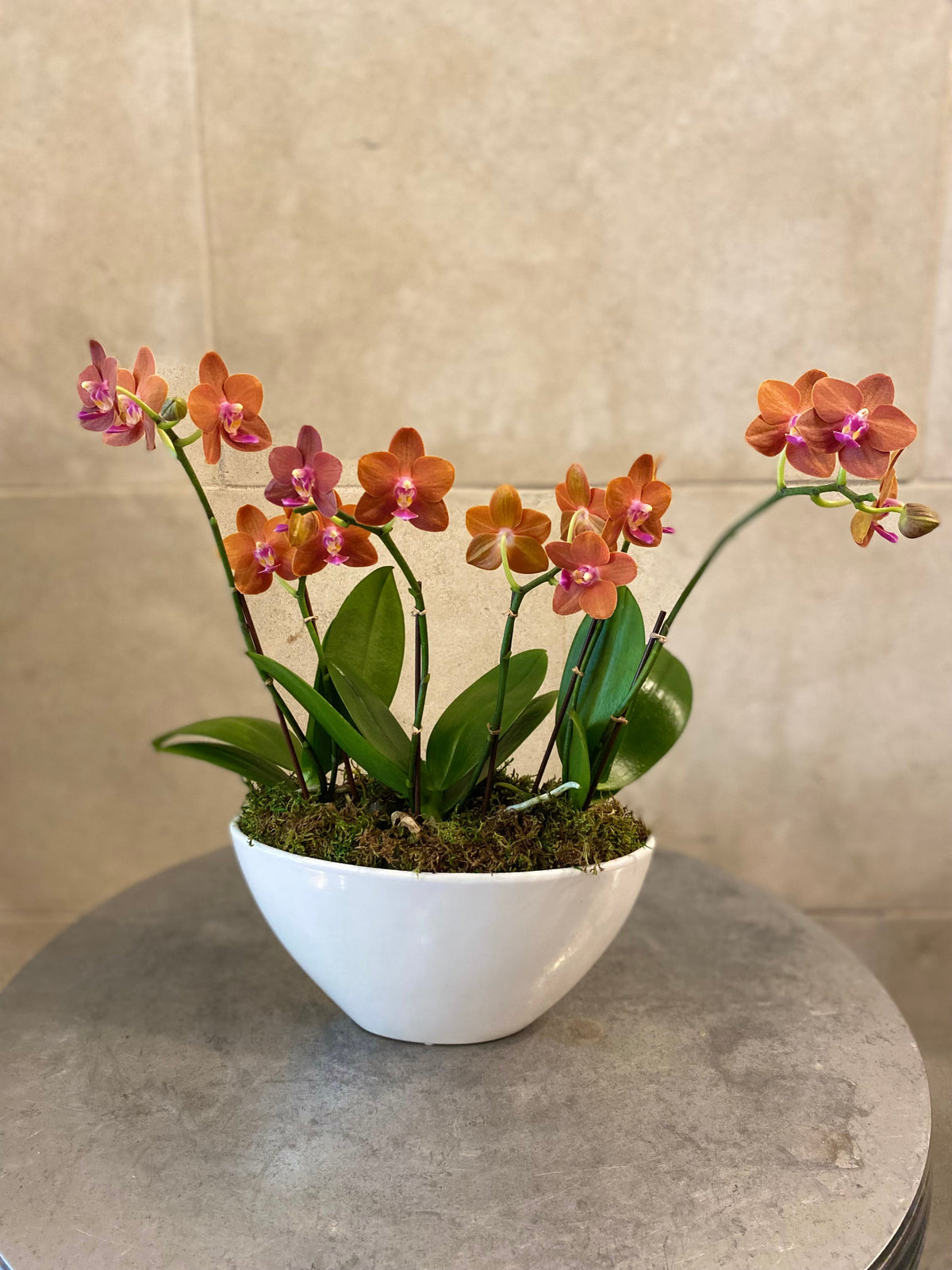 Trio of mini Phalaenopsis orchids in assorted colors arranged with moss in a low white decorative bowl.