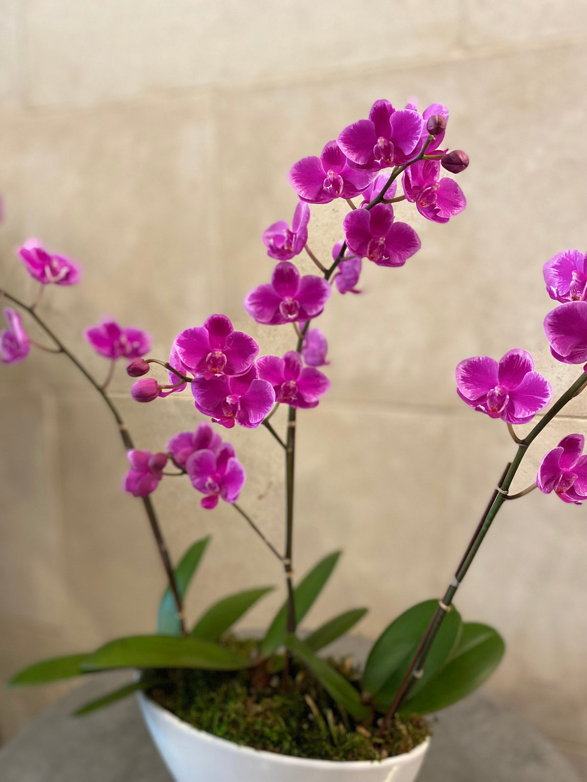 Trio of mini Phalaenopsis orchids in assorted colors arranged with moss in a low white decorative bowl.