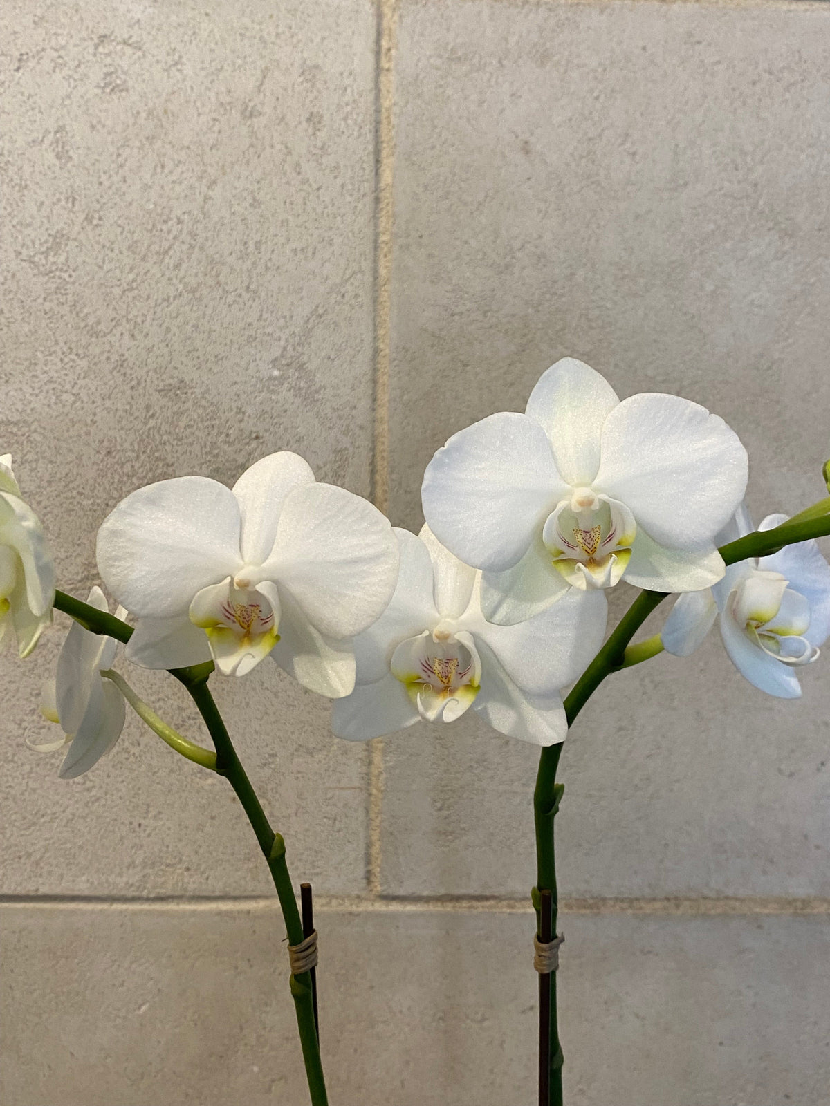 White orchid flowers on a gray tiled wall background