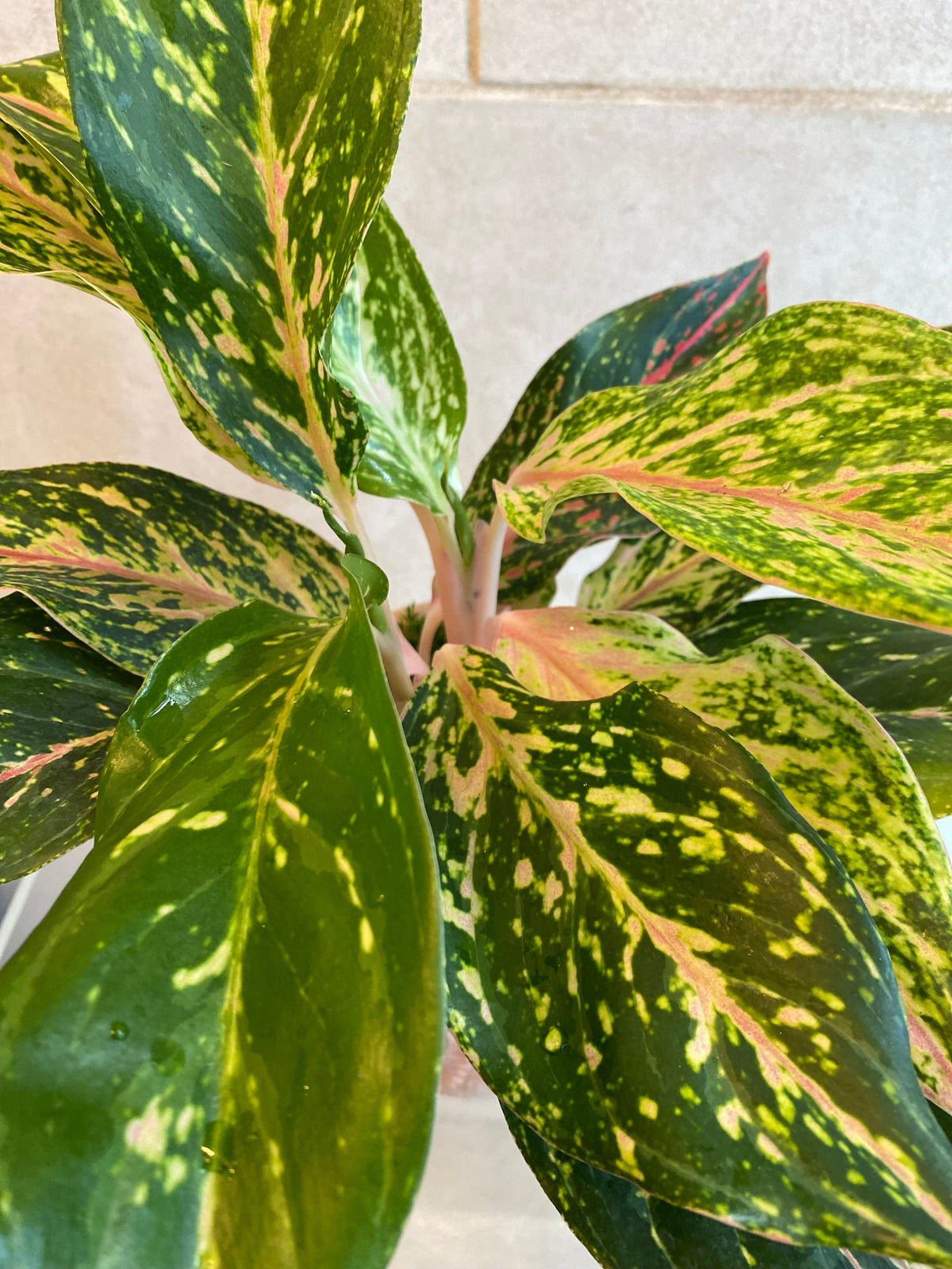 Yellow and green Aglaonema plant in an embossed terracotta-look cement planter.