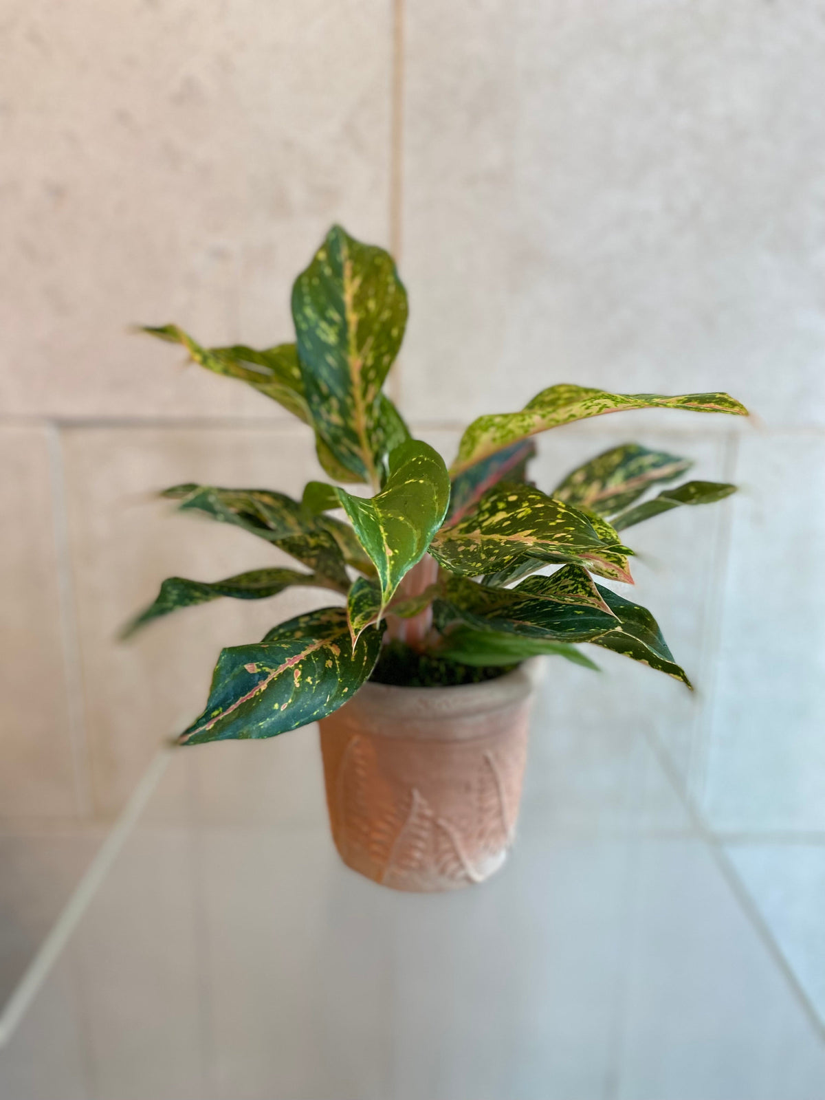 Yellow and green Aglaonema plant in an embossed terracotta-look cement planter.