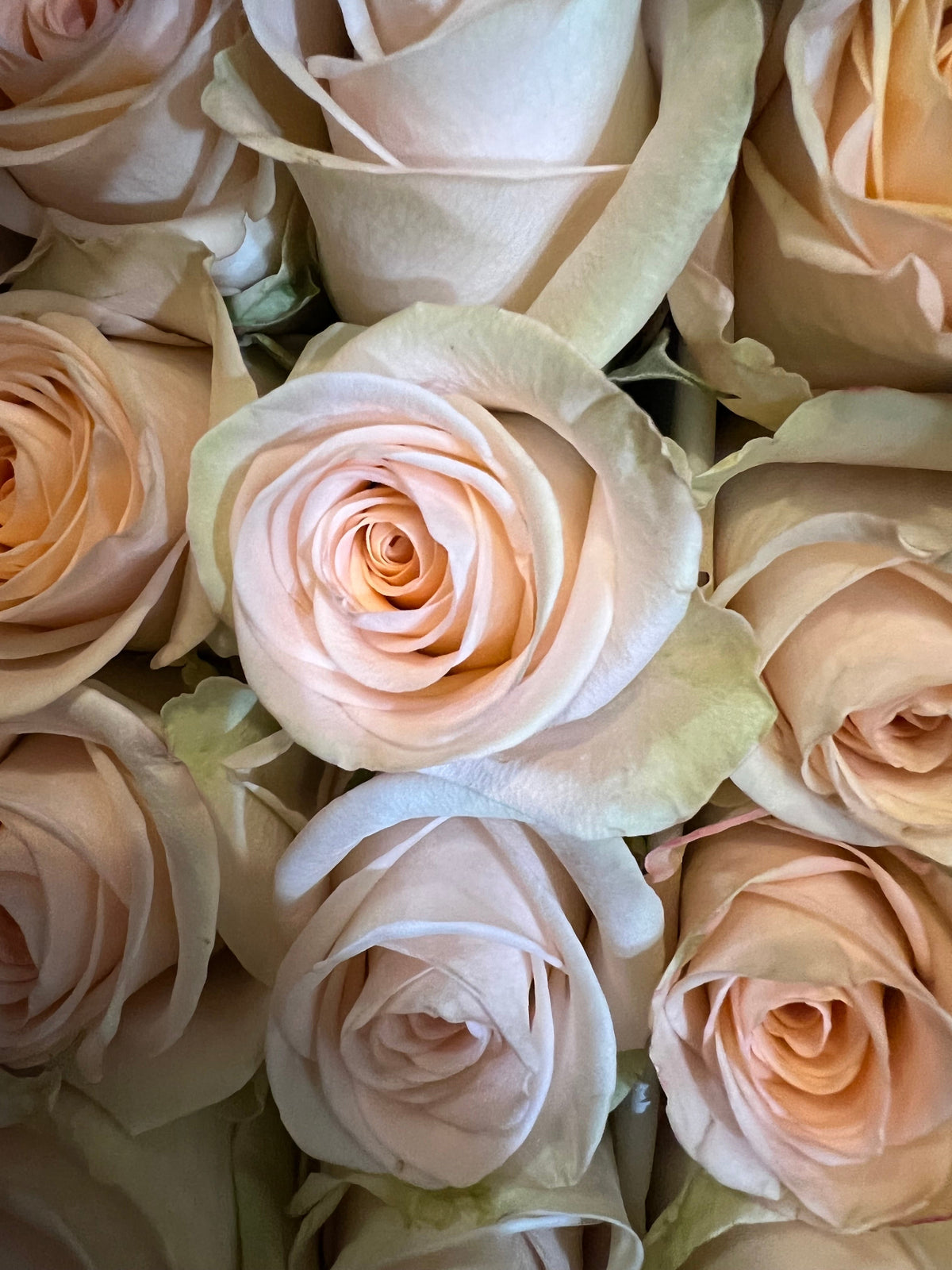 Dozen roses with seasonal accent flowers and fresh greenery, available as a hand-tied bouquet or vase arrangement.